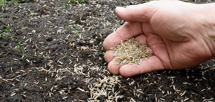 Best Time to Plant Grass Seed: Complete Timing Guide for Perfect Lawns (2025)