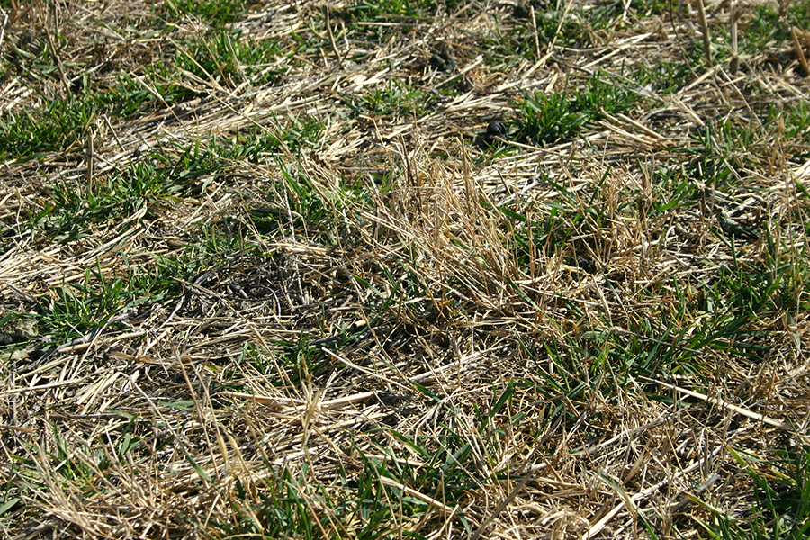Lawn Installation & Grading
